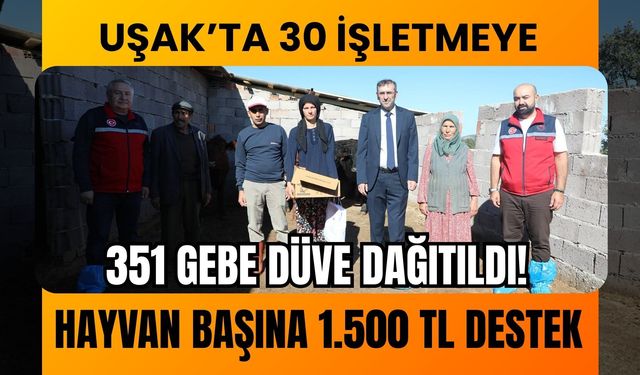 Uşak’ta 30 İşletmeye 351 Gebe Düve Dağıtıldı! Hayvan Başına 1.500 TL Destek