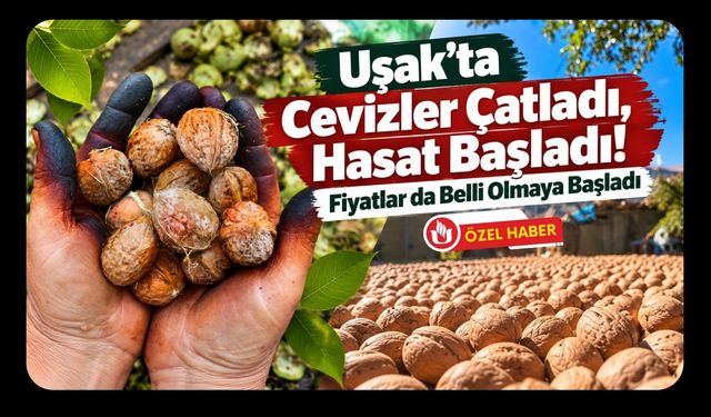 Uşak’ta Cevizler Çatladı, Hasat Başladı! Fiyatlar da Belli Olmaya Başladı