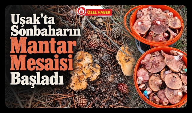 Uşak’ta Sonbaharın Mantar Mesaisi Başladı