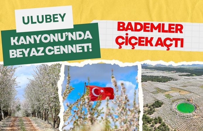 Ulubey Kanyonu’nda Beyaz Cennet! Bademler Çiçek Açtı
