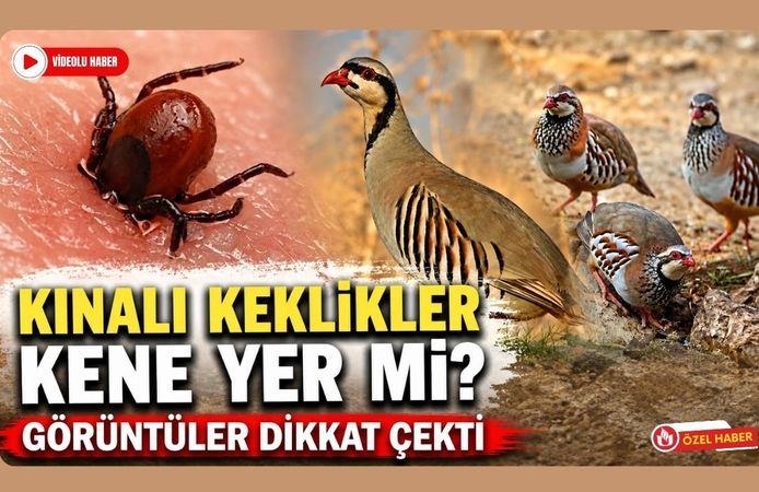 Kınalı Keklikler Kene Yer mi? Görüntüler Dikkat Çekti