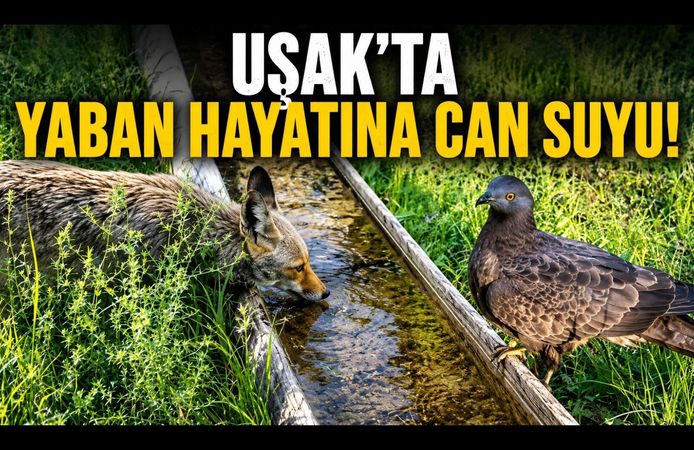 Uşak'ta Yaban Hayatına Can Suyu! Doğaya Su Tekneleri Yerleştiriliyor