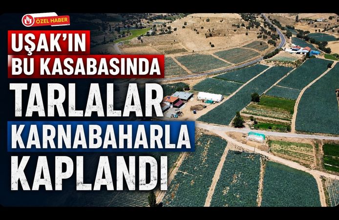 Uşak’ın Bu Kasabasında Tarlalar Karnabaharla Kaplandı