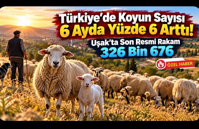 Türkiye'de Koyun Sayısı 6 Ayda Yüzde 6 Arttı! Uşak'ta Son Resmi Rakam 326 Bin 676