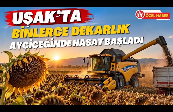 Uşak’ta Binlerce Dekarlık Ayçiçeğinde Hasat Başladı