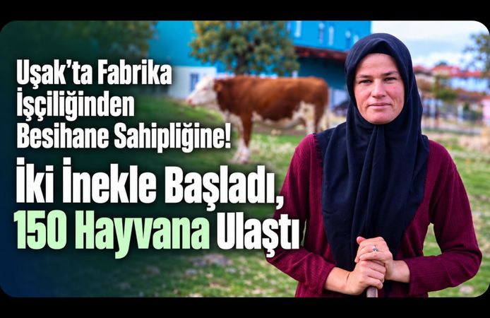 Uşak’ta Fabrika İşçiliğinden Besihane Sahipliğine! İki İnekle Başladı, 150 Hayvana Ulaştı