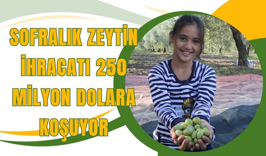 Sofralık zeytin ihracatı 250 milyon dolara koşuyor