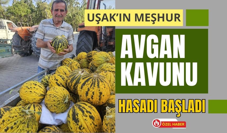 Uşak’ın Meşhur Avgan Kavunu Hasadı Başladı