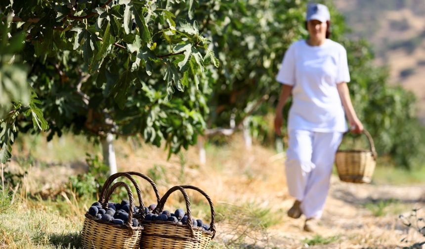 Türkiye'nin incirdeki yeni yıldızı "Siyah orak", Kuzey Ege'de yayılıyor