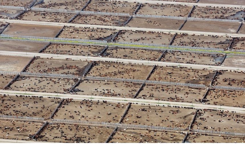 Endüstriyel Hayvancılık İklim Hedeflerini Tehlikeye Atıyor