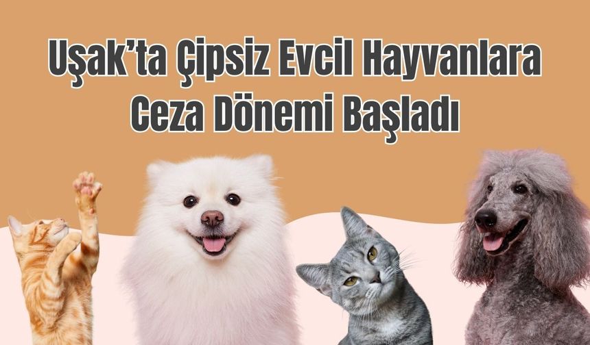 Uşak’ta Çipsiz Evcil Hayvanlara Ceza Dönemi Başladı