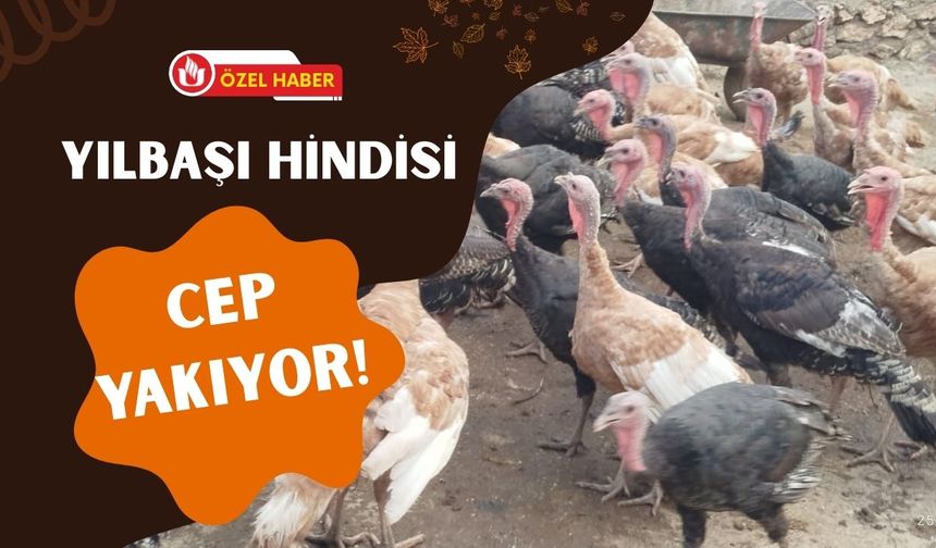 Yılbaşı Hindisi Cep Yakıyor: Fiyatlar 2.500 TL’ye Dayandı