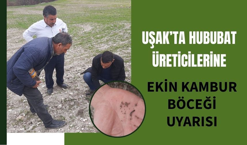 Uşak’ta Hububat Üreticilerine Ekin Kambur Böceği Uyarısı
