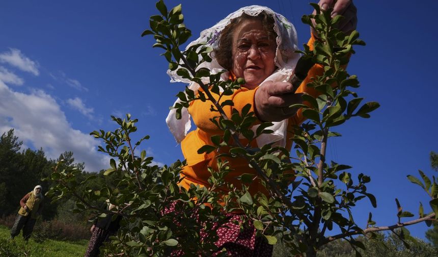 Yarımadanın Kadınları Sakız Ağacını Ayağa Kaldırdı