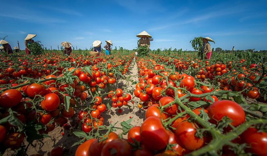 Tarım İşçilerinin Ücretleri 2025’te Yüzde 37 Arttı