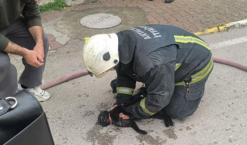 Yangında Bayılan Kediye İtfaiyeden Hayat Veren Müdahale