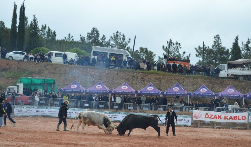 İZMİR KEMALPAŞA’DA BOĞA GÜREŞLERİ COŞKUSU: BİNLERCE KİŞİ SEYRETTİ
