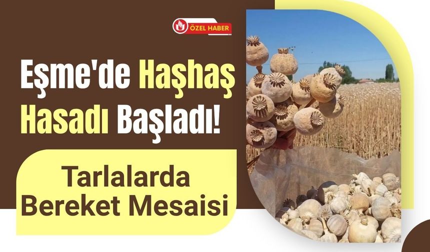 Eşme'de Haşhaş Hasadı Başladı! Tarlalarda Bereket Mesaisi