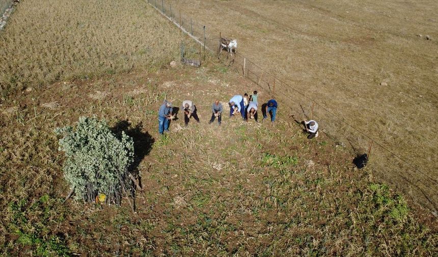 Hasankeyf'in Tescilli Mehina Sarımsağında Hasat Sürüyor