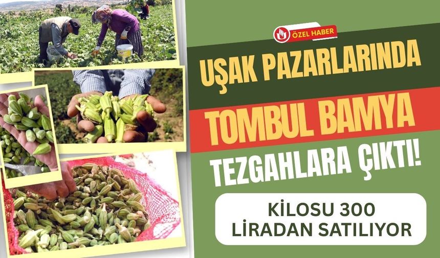 Uşak Pazarlarında Tombul Bamya Tezgahlara Çıktı! Kilosu 300 Liradan Satılıyor