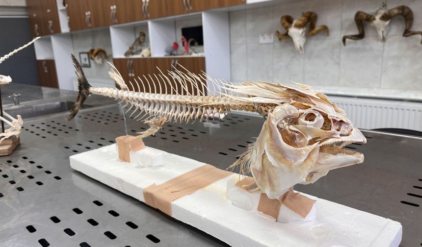 8. Yüzyıldan Kalan Köpek İskeleti ve Mamut Dişi! Veterinerlik Öğrencileri Bunlarla Eğitim Görüyor