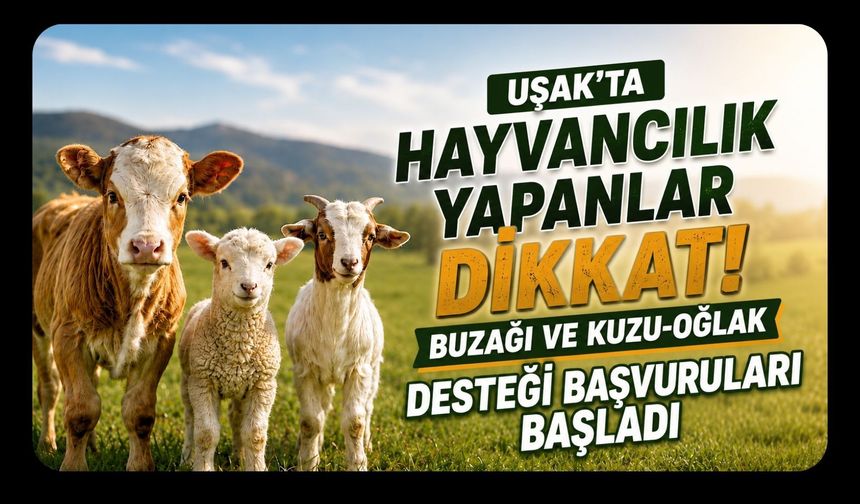 Uşak’ta Hayvancılık Yapanlar Dikkat! Buzağı ve Kuzu-Oğlak Desteği Başvuruları Başladı