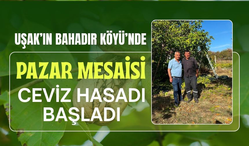 Uşak’ın Bahadır Köyü’nde Pazar Mesaisi, Ceviz Hasadı Başladı