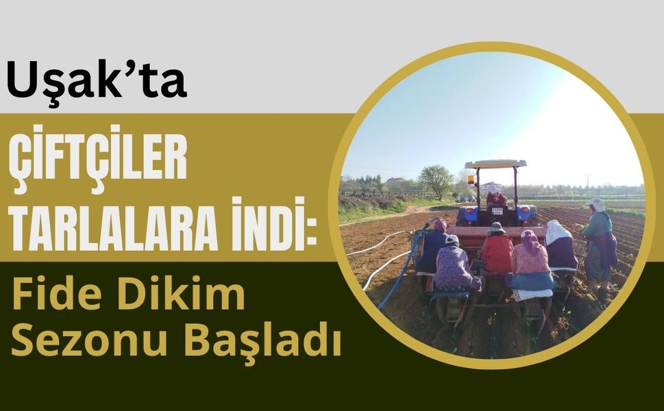 Uşak’ta Çiftçiler Tarlalara İndi: Fide Dikim Sezonu Başladı