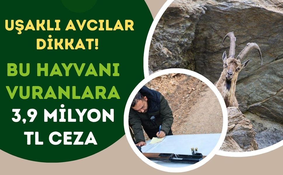 Avcılar Dikkat! Bu Hayvanı Vuranlara 3,9 Milyon TL Ceza
