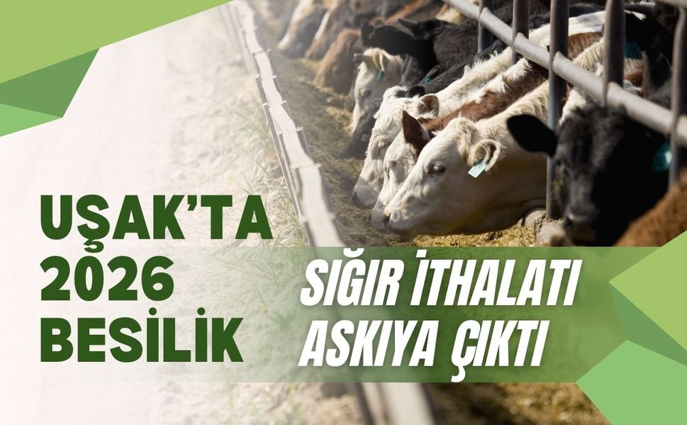 Uşak’ta 2026 Besilik Sığır İthalatı Askıya Çıktı