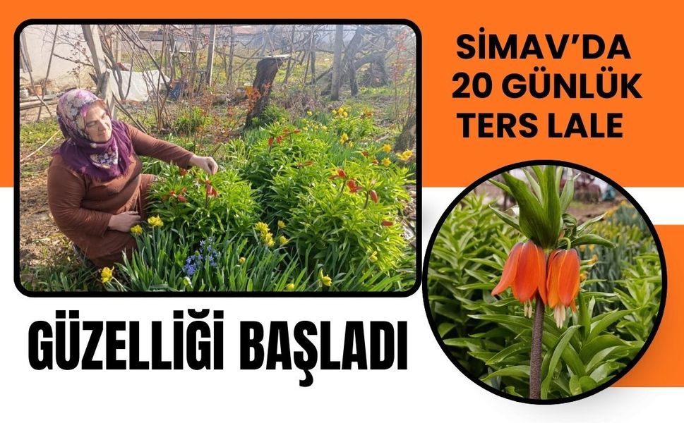Simav’da 20 Günlük Ters Lale Güzelliği Başladı