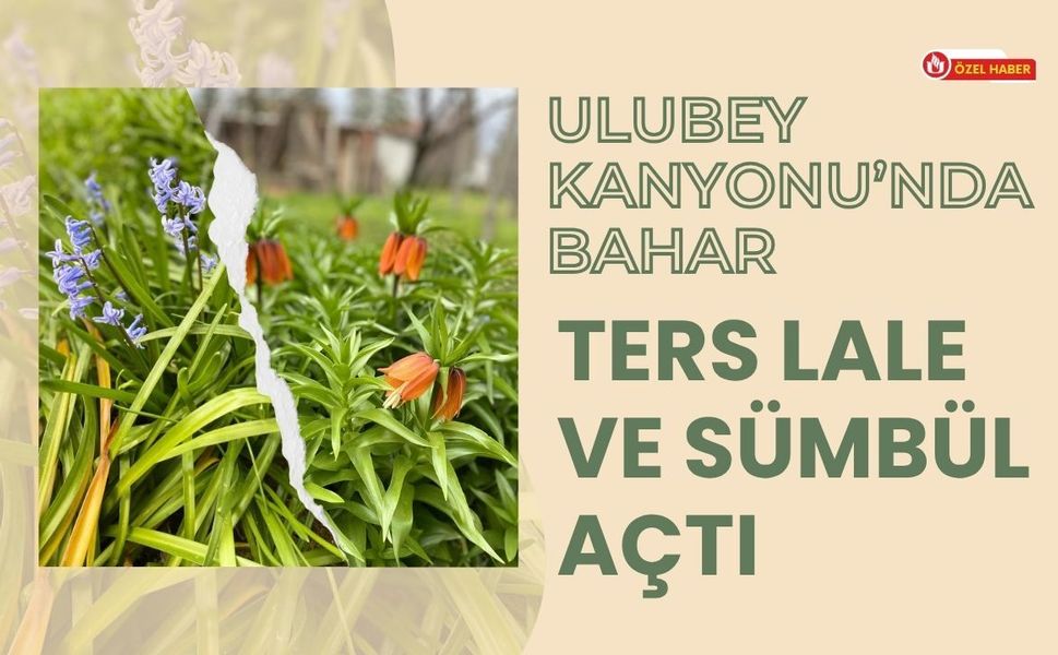 Ulubey Kanyonu’nda Bahar, Ters Lale ve Sümbül Açtı