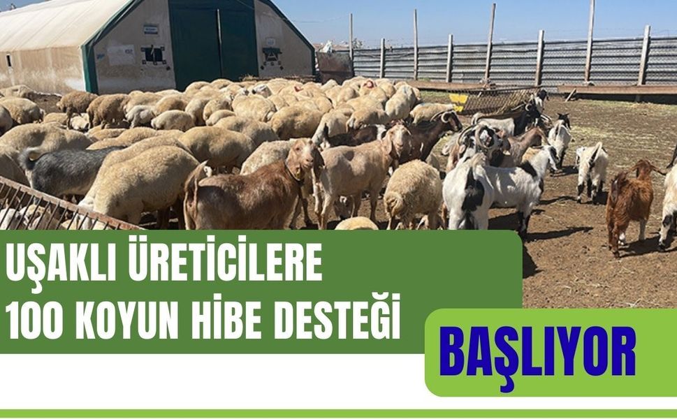 Uşaklı Üreticilere 100 Koyun Hibe Desteği Başlıyor