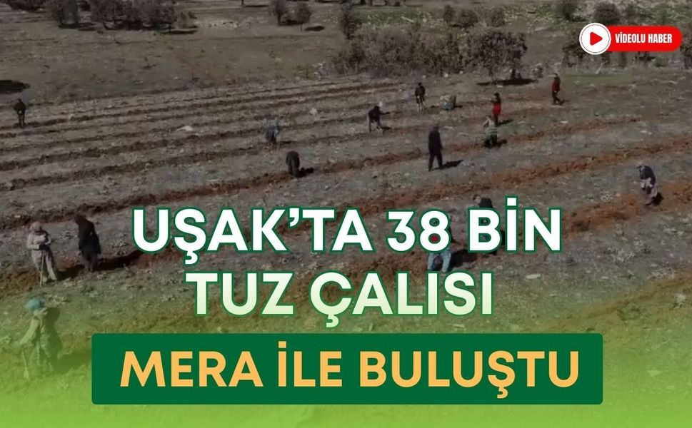 Uşak’ta 38 Bin Tuz Çalısı Mera ile Buluştu