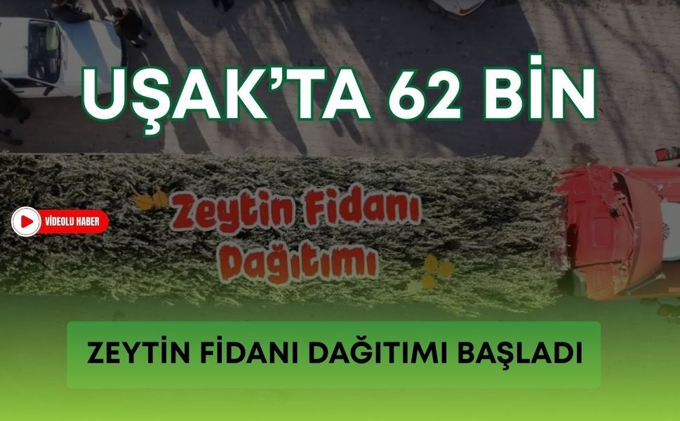 Uşak’ta 62 Bin Zeytin Fidanı Dağıtımı Başladı