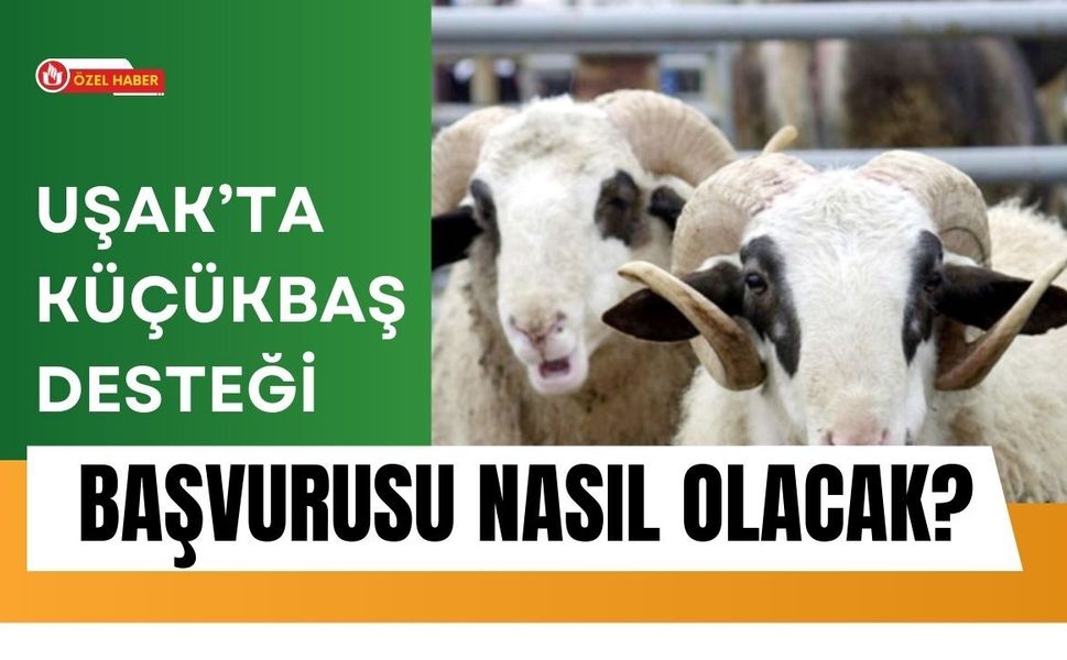 Uşak’ta Küçükbaş Desteği Başvurusu Nasıl Olacak?