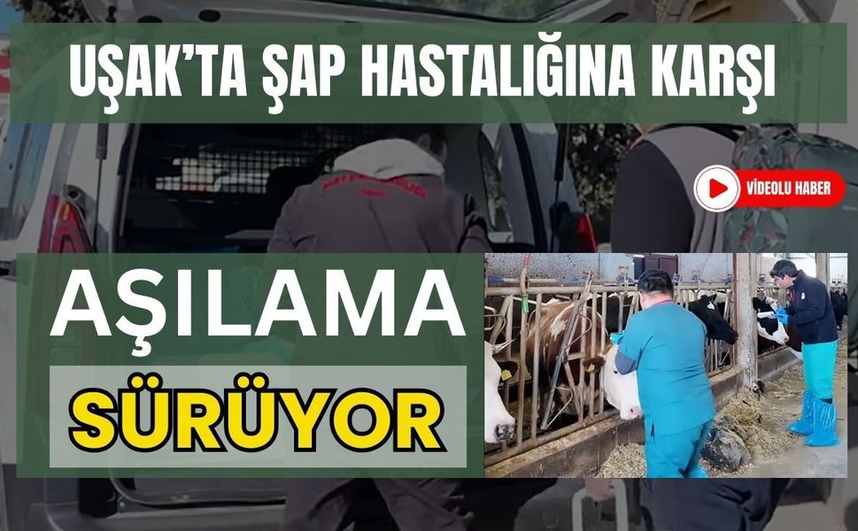 Uşak’ta Şap Hastalığına Karşı Aşılama Sürüyor