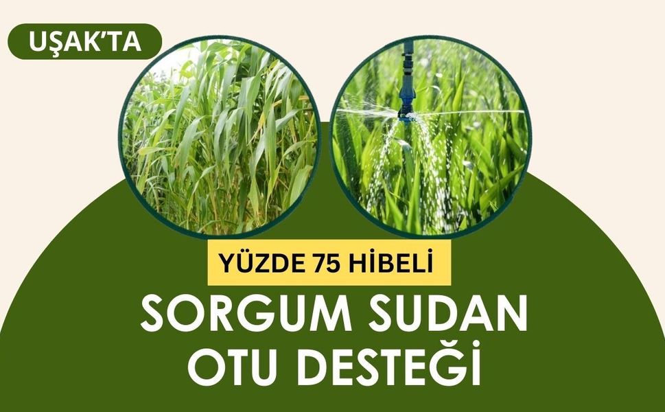 Uşak’ta Yüzde 75 Hibeli Sorgum Sudan Otu Desteği