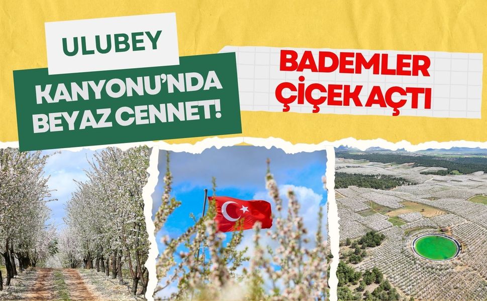 Ulubey Kanyonu’nda Beyaz Cennet! Bademler Çiçek Açtı