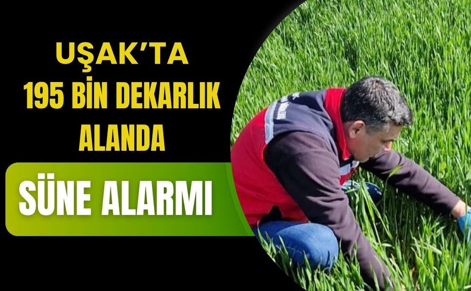 Uşak’ta 195 Bin Dekarlık Alanda Süne Alarmı