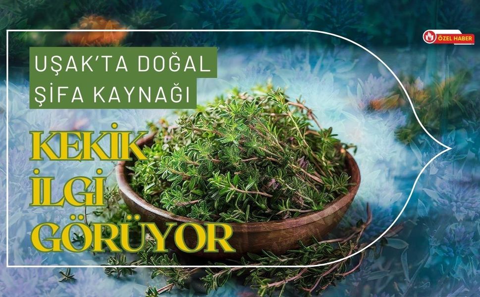 Uşak’ta Doğal Şifa Kaynağı: Kekik İlgi Görüyor