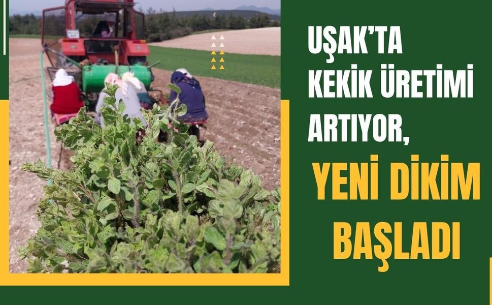 Uşak’ta Kekik Üretimi Artıyor, Yeni Dikim Başladı