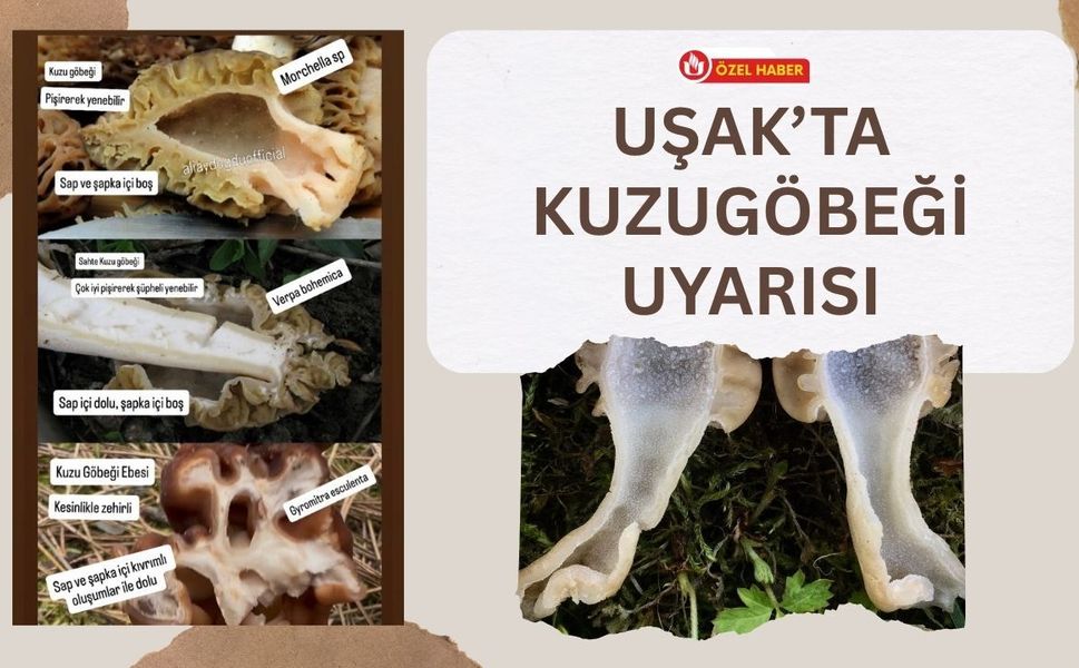 Uşak’ta Kuzugöbeği Uyarısı: Bu Detayı Bilmeyen Toplamasın