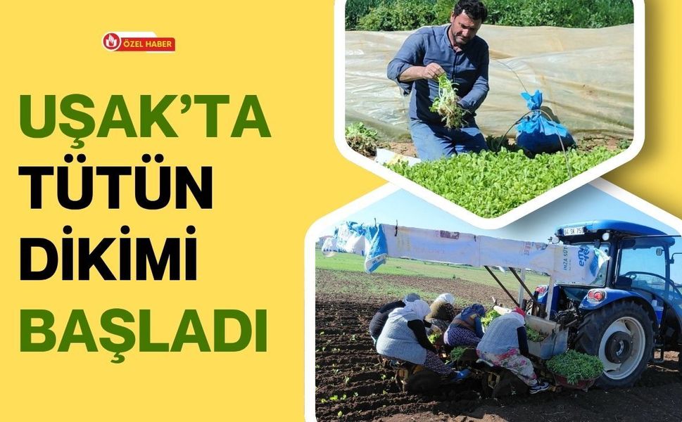 Uşak’ta Tütün Dikimi Başladı, Üreticinin Umudu Yeni Sezonda