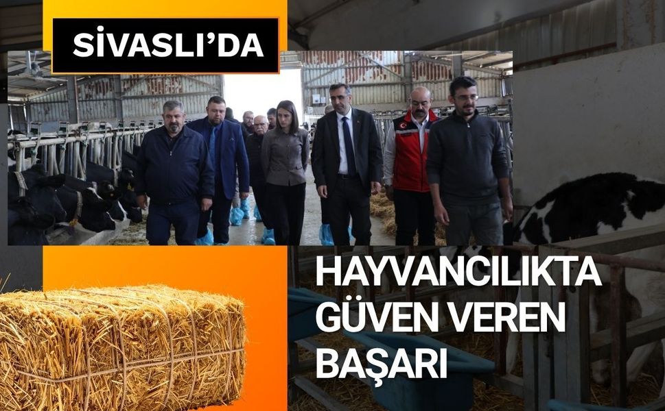 Sivaslı’da Hayvancılıkta Güven Veren Başarı: “Hastalıktan Ari İşletme” Sayısı 5’e Yükseldi