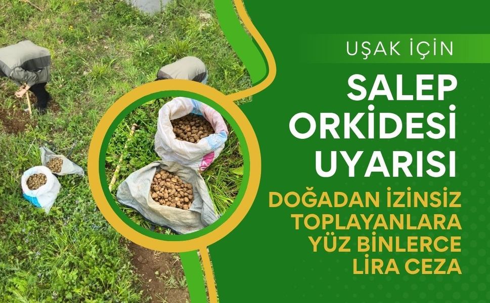 Uşak İçin Salep Orkidesi Uyarısı: Doğadan İzinsiz Toplayanlara Yüz Binlerce Lira Ceza