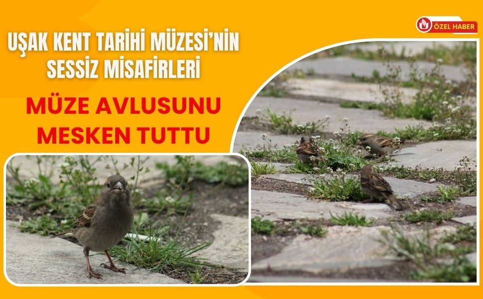 Uşak Kent Tarihi Müzesi’nin Sessiz Misafirleri, Müze Avlusunu Mesken Tuttu