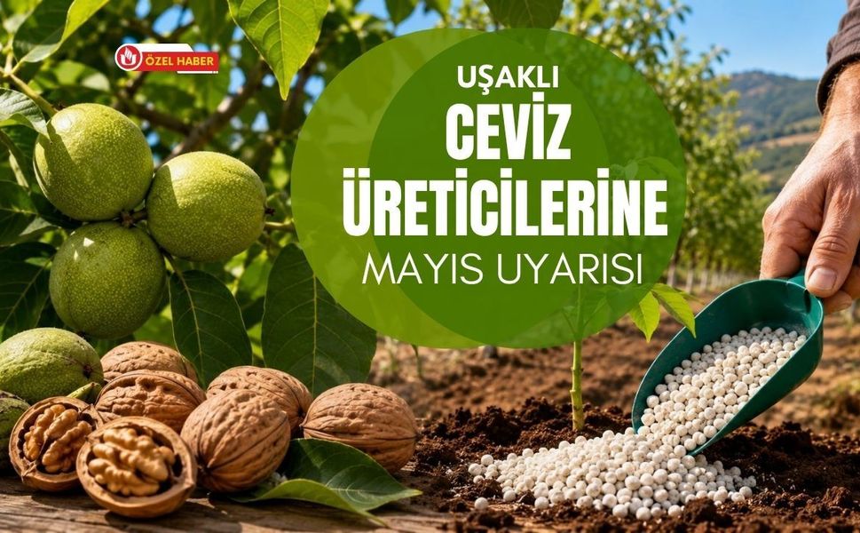 Uşaklı Ceviz Üreticilerine Mayıs Uyarısı, Yanlış Gübreleme Verimi Düşürebilir