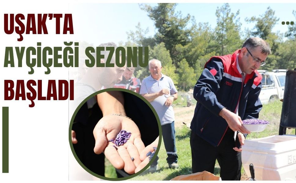 Uşak’ta Ayçiçeği Sezonu Başladı: Çiftçiye Yüzde 75 Hibeli Destek