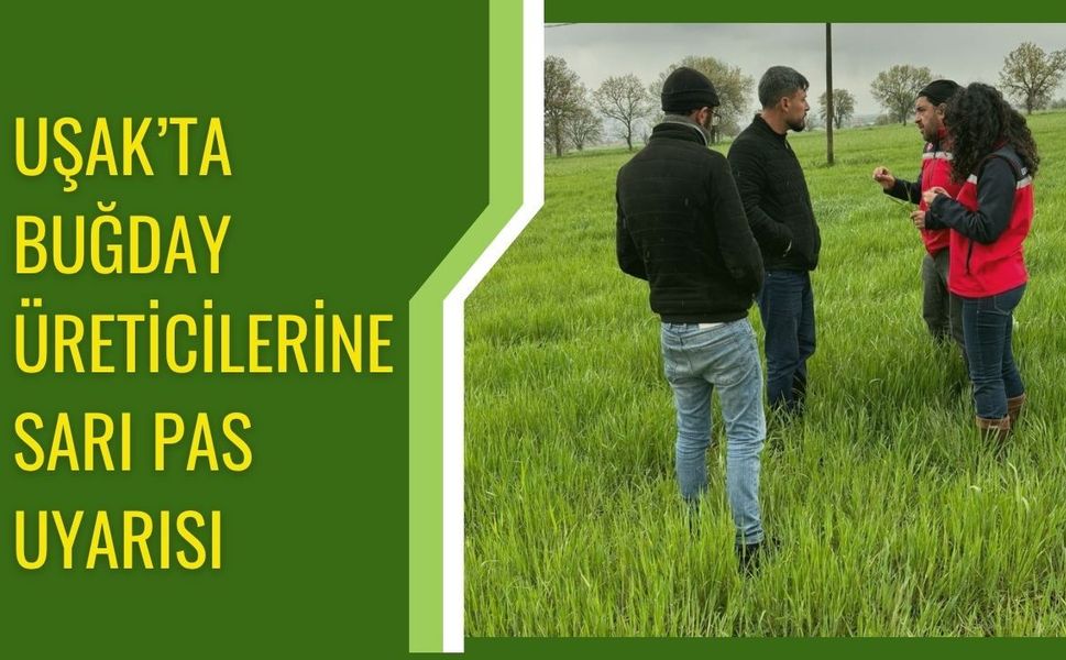 Uşak’ta buğday üreticilerine sarı pas uyarısı: Ekipler sahaya indi